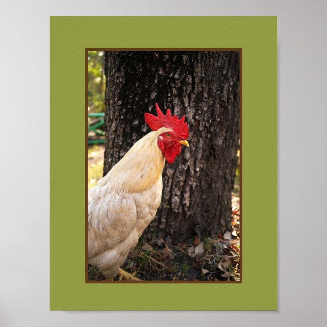 Poster-Rhode Island White Rooster Poster (Vorne)
