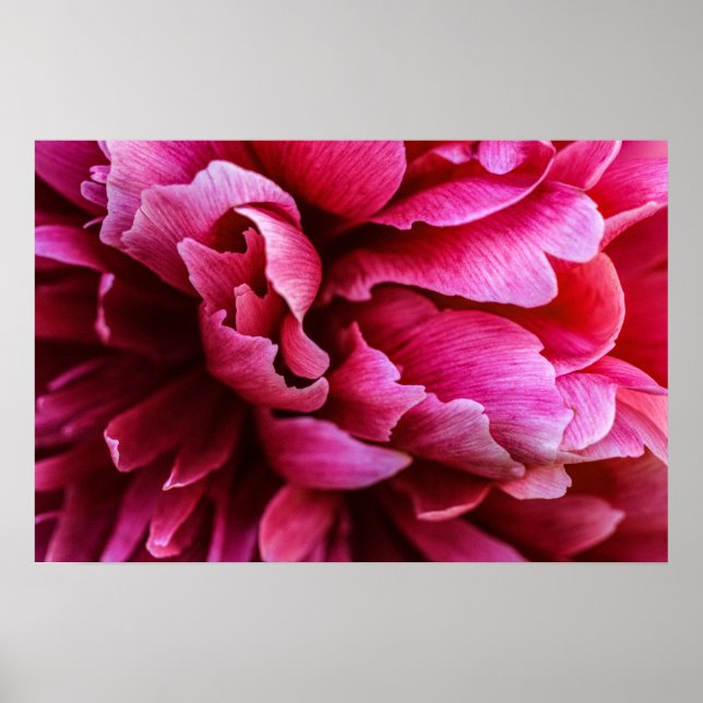 Poster Rosa Pfingstrosenblütenblätter (Vorne)