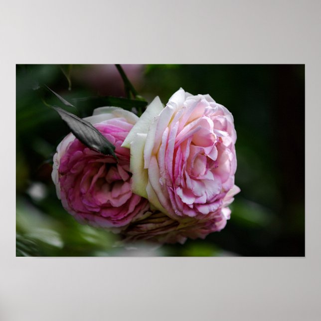 Poster Rosa Rosen - Errötendes Duett (Vorne)