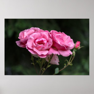 Poster Rosa Rosen Fotografie