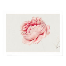 POSTER: ROSE: GEORGIUS J. JOHANNES VAN OS