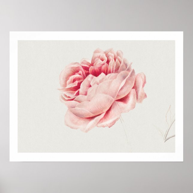 POSTER: ROSE: GEORGIUS J. JOHANNES VAN OS POSTER (Vorne)