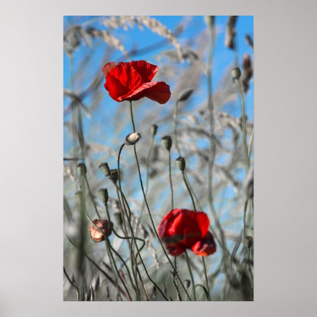 Poster Rote Mohnblume - Himmelwärts blühend (Vorne)