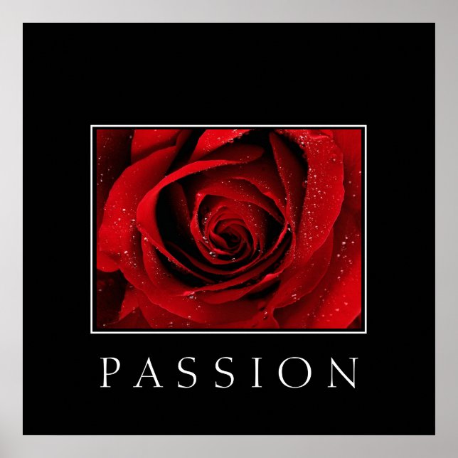 Poster-Rote Rose-Passion Poster (Vorne)