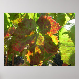 Poster - Rotes Weinblatt
