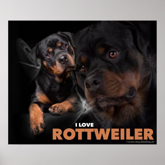 Poster Rottweiler (Vorne)