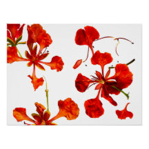 Poster Royal Poinciana