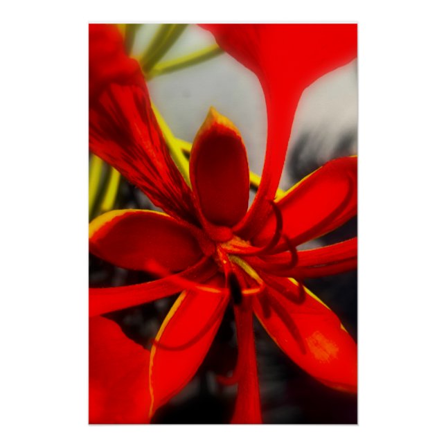 Poster Royal Poinciana (Vorderseite)