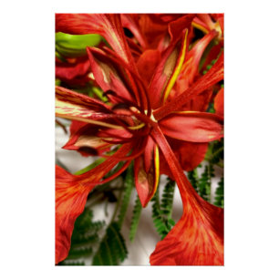 Poster Royal Poinciana