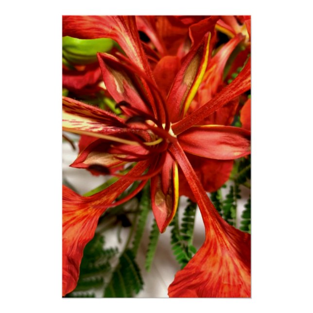 Poster Royal Poinciana  (Vorderseite)