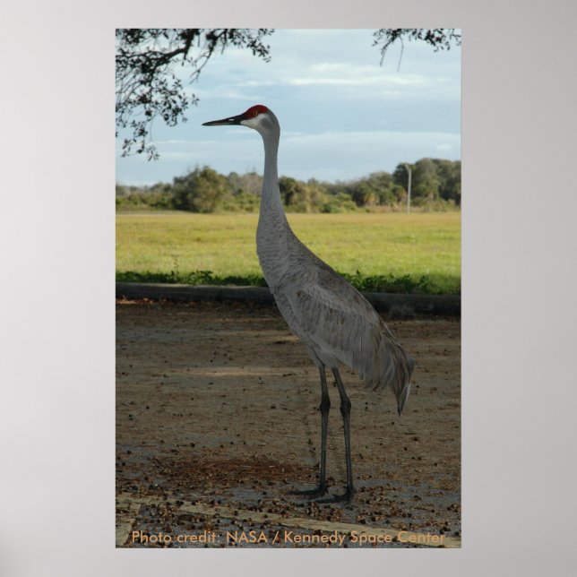 Poster / Sandhill Crane (Vorne)