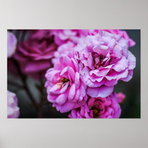 Poster Sanfte rosa Rosen