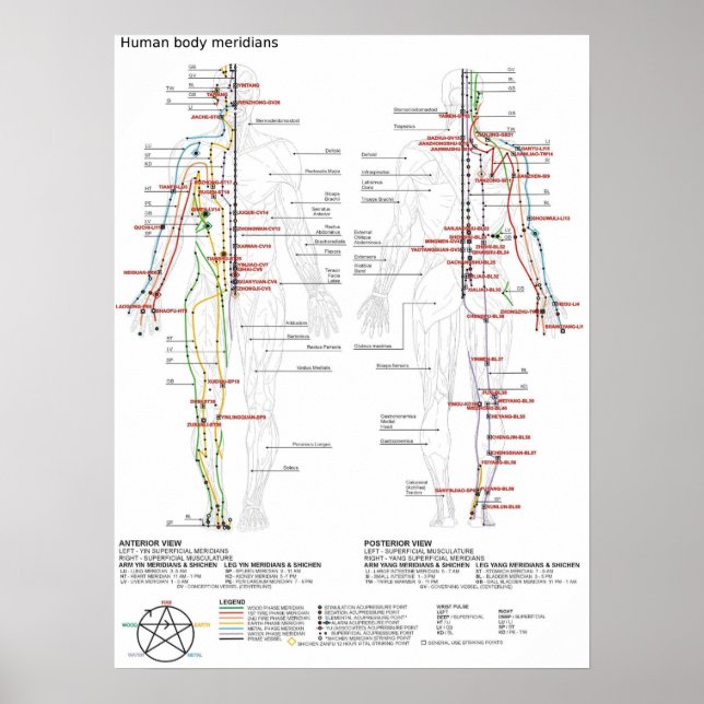 Poster Schemata Chinesischer Mensch Meridianer (Vorne)