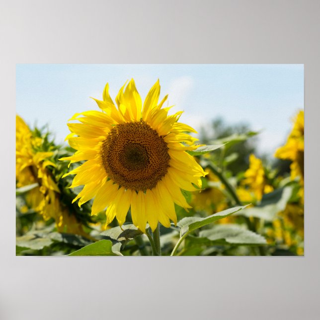 Poster - Schönes Sonnenblumenfeld  (Vorne)