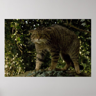 Poster - Schottische Wildkatze