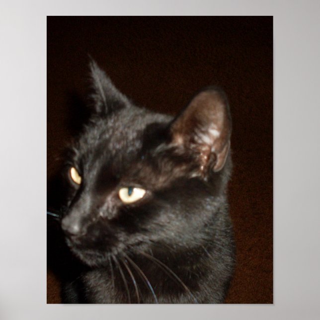 Poster SCHWARZE KATZE (Vorne)