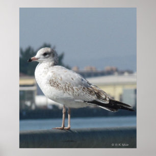 Poster - Seagull unter Beobachtung
