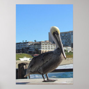 Poster - Single Pelican am Pier