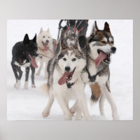Poster sled dog racing