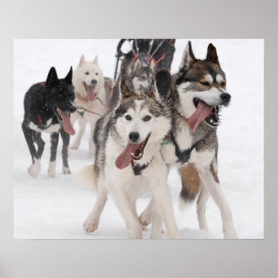 Poster sled dog racing
