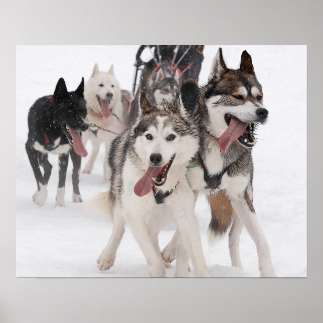 Poster sled dog racing (Vorne)
