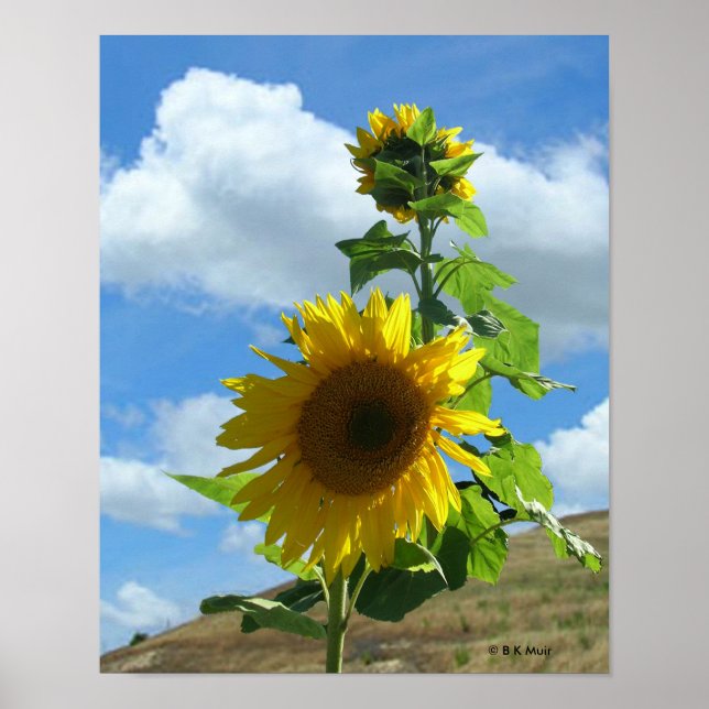 Poster - Sonnenblume (Vorne)