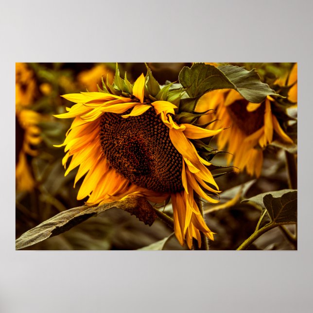 Poster Sonnenblume Eleganz (Vorne)