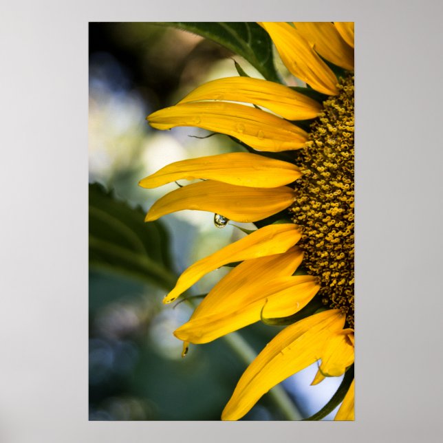 Poster Sonnenblume mit Regentropfen Foto (Vorne)