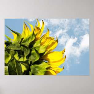Poster - Sonnenblume und Himmel