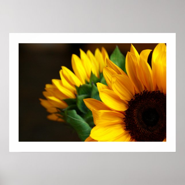 Poster Sonnenblumen (Vorne)