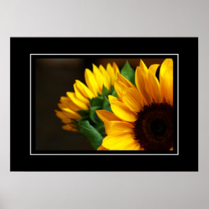 Poster Sonnenblumen