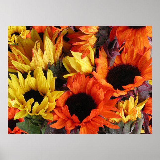 Poster, SONNENBLUMEN # 1 Poster (Vorne)