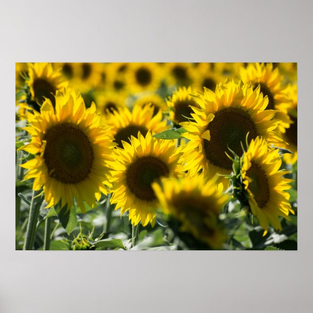 Poster Sonnenblumenfeld Fotografie (Vorne)