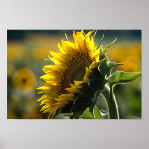 Poster - Sonnenblumenfeld Rätsel