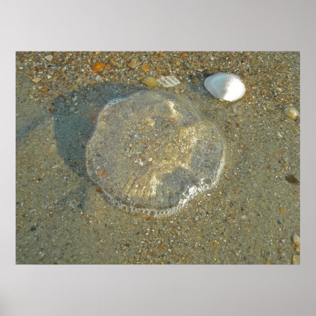 Poster Stranded Jellyfish (Vorne)