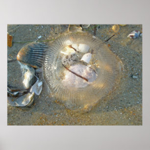 Poster Stranded Jellyfish und Muscheln