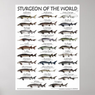 POSTER - STURGEON DER WELT V2 3D - ERSTE JE