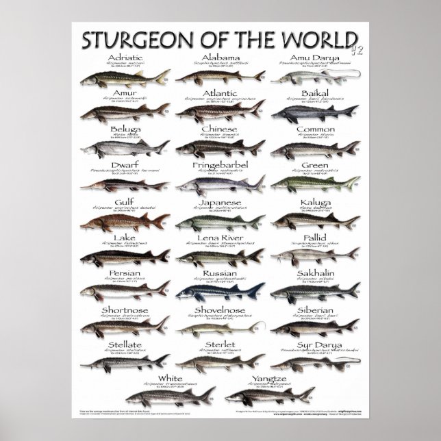 POSTER - STURGEON DER WELT V2 3D - ERSTE JE (Vorne)