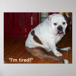 Poster - "Sullivan, the English Bulldog"