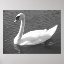 Poster - Swan in Schwarz & Weiß