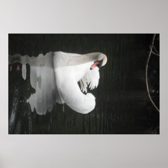 Poster Swan Schwimmen (Vorne)