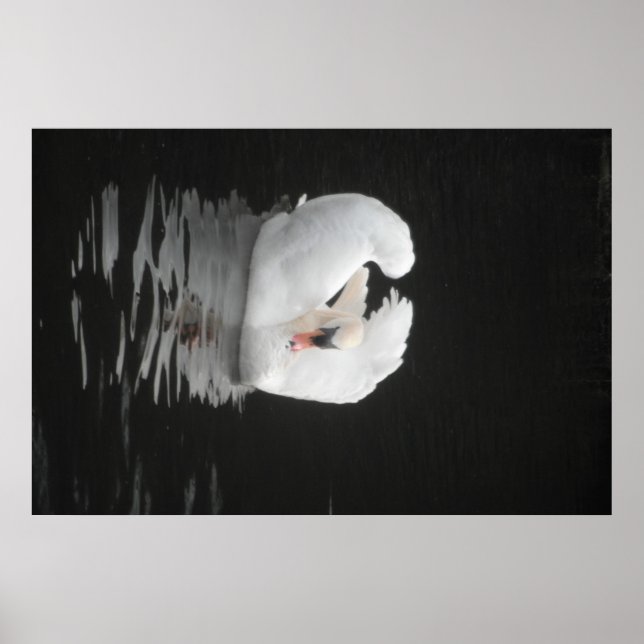 Poster Swan Schwimmen (Vorne)