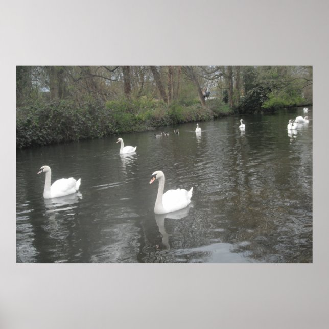 Poster Swans Schwimmen (Vorne)