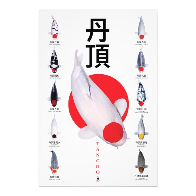 Poster Tancho Koi Collection - 10 Sorten (Vorne)