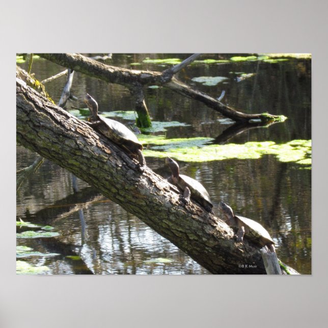 Poster - Teichschildkröten (Vorne)