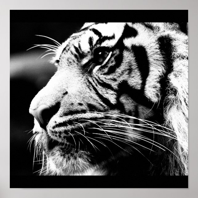 Poster-Tiere-40 Poster (Vorne)