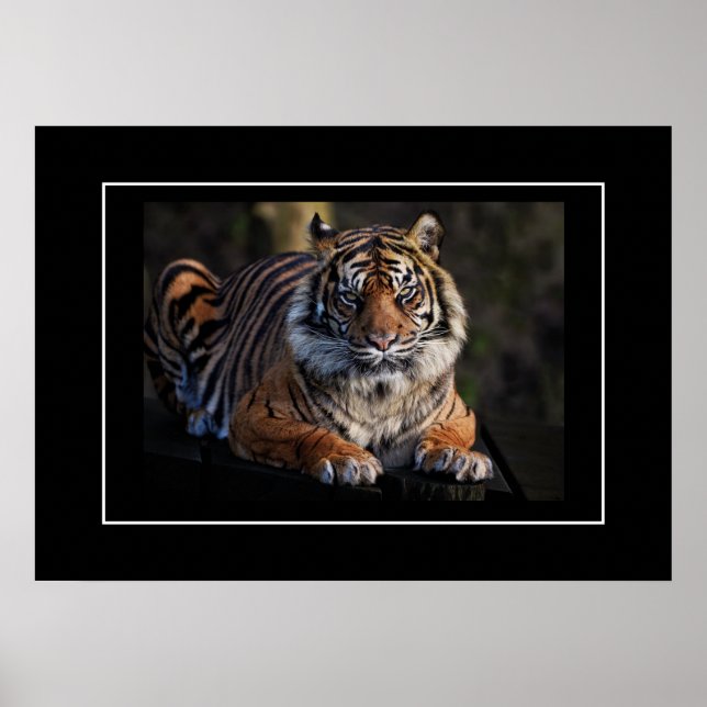 Poster Tiger (Vorne)