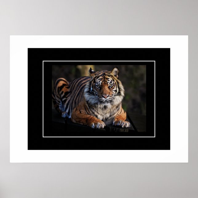 Poster Tiger (Vorne)