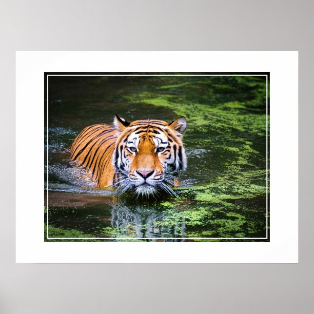 Poster-Tiger Poster (Vorne)