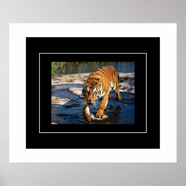 Poster-Tiger Poster (Vorne)